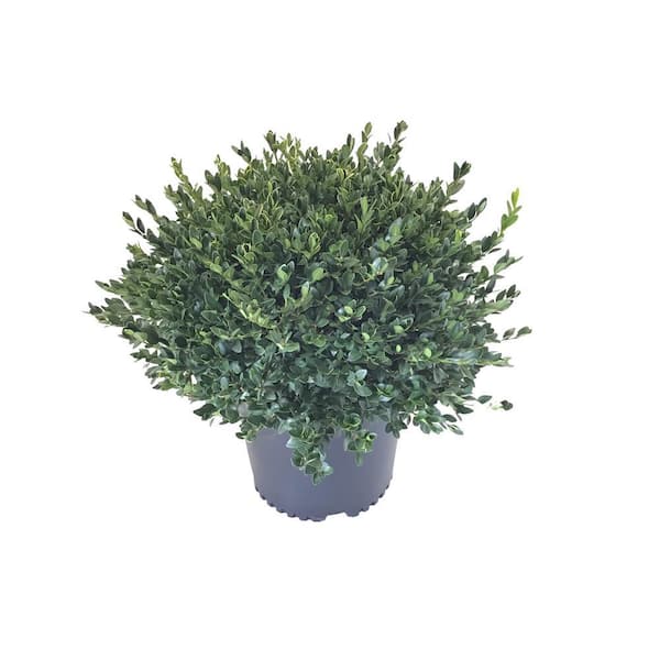 BELL NURSERY 3 Gal. Green Mountain Boxwood Live Shrub