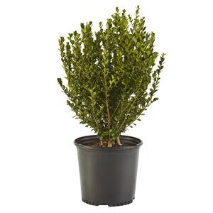 7 Gal. Wintergreen Boxwood Shrub with Rich Green Foliage