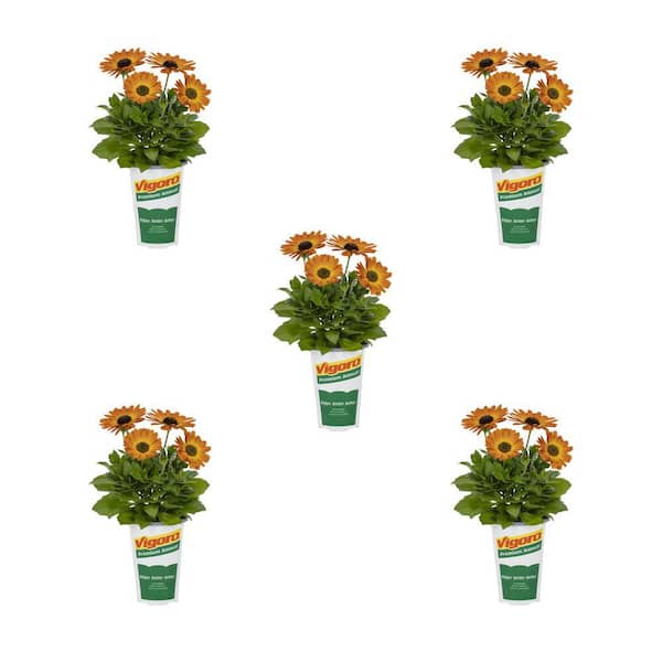 Vigoro 1.5-Pint Osteospermum African Daisy Margarita Orange Flare Annual Plant (5-Pack)