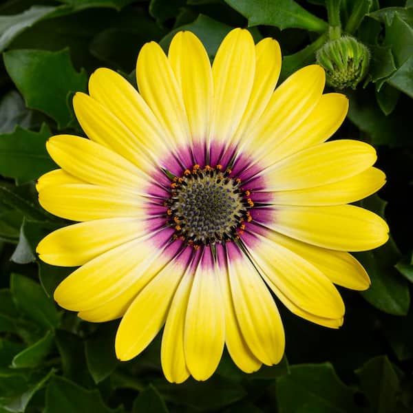Vigoro 2 QT Osteospermum African Daisy 'Blue-Eyed Beauty' Yellow