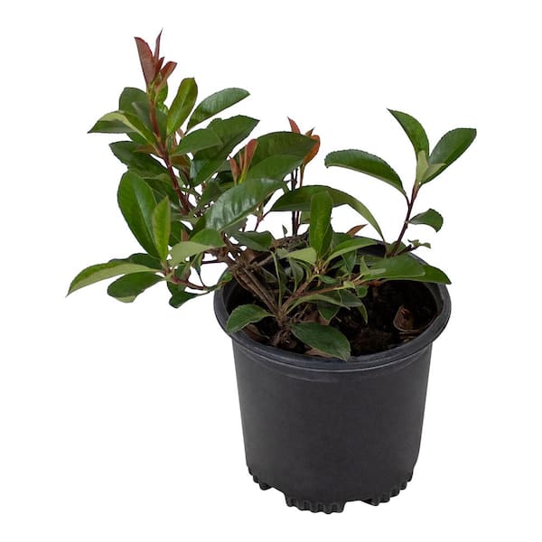 ALTMAN PLANTS Photinia Red Robin Shrub, Photinia Fraseri Hybrid, 2.5 qt. Pot, Easy Care Shrubs