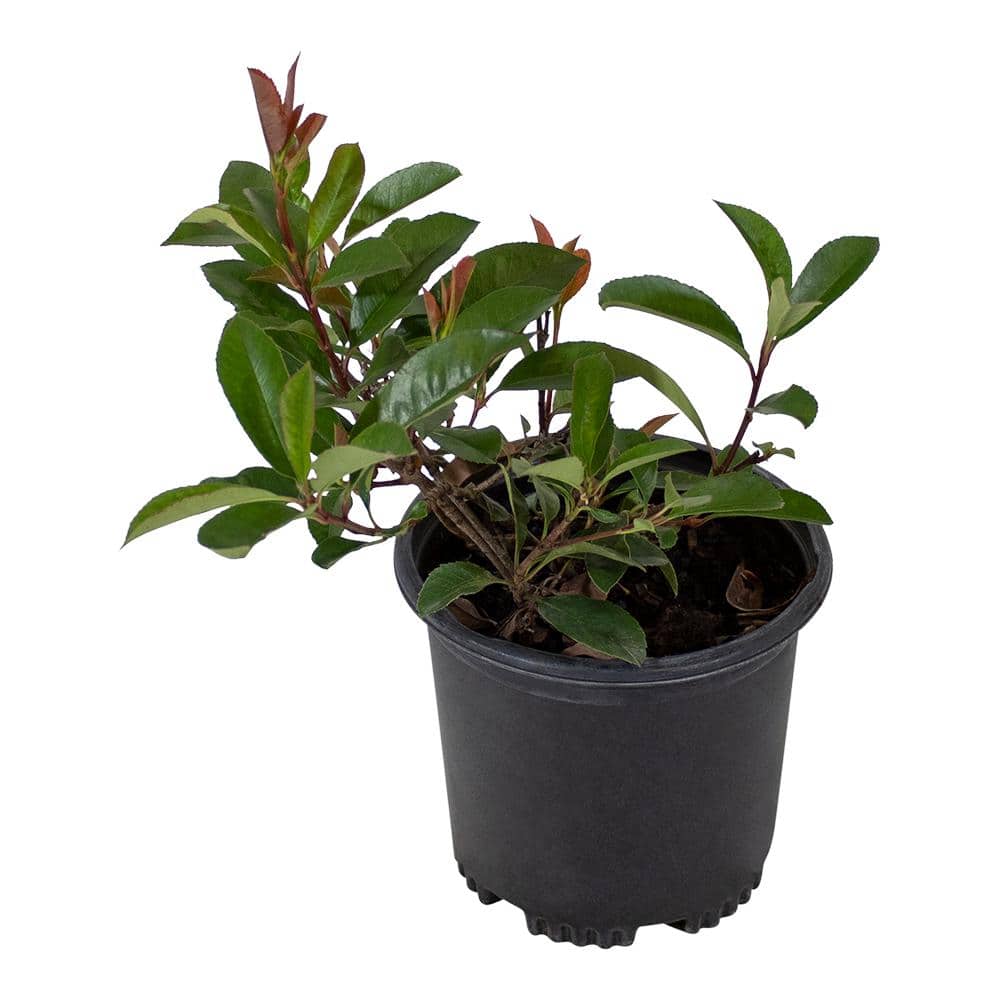Red Robin Photinia White Flowering Shrub in 6-Inch Planter