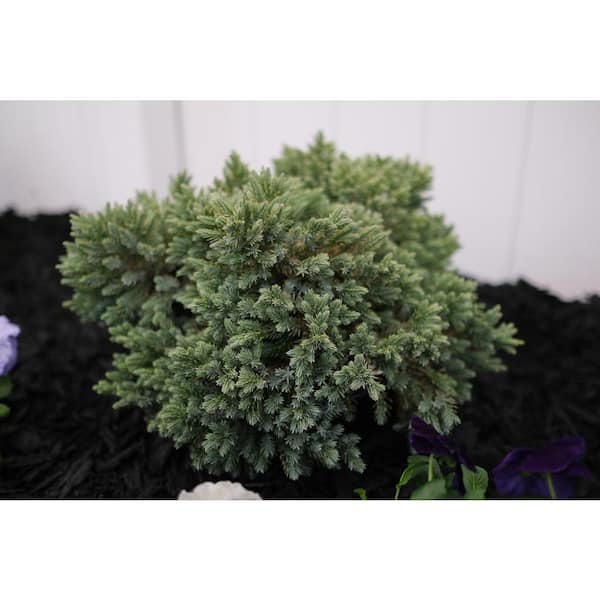 3 Gal. Blue Star Juniper Live Evergreen Shrub