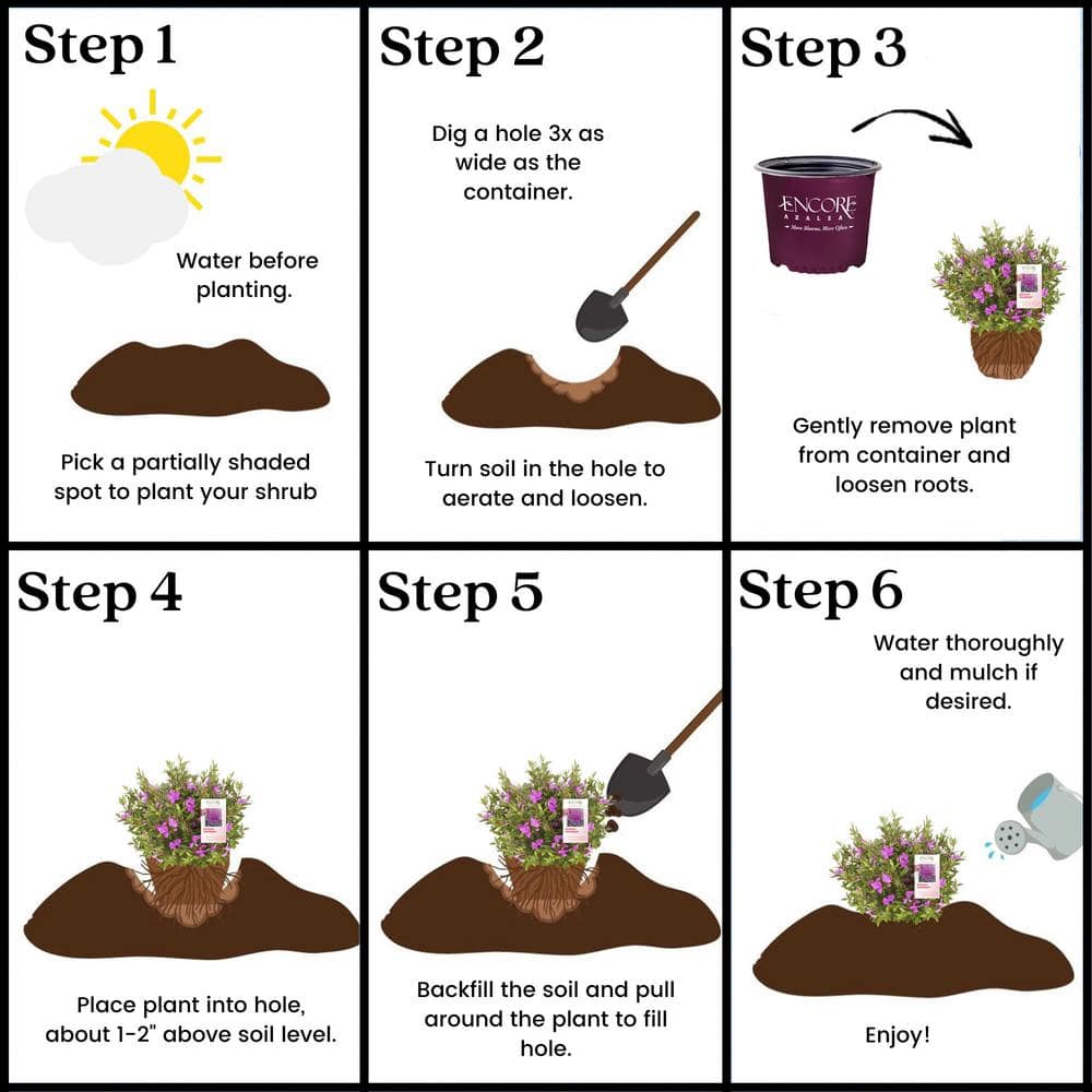Autumn Amethyst Purple Flowering Perennial Azalea Shrub in 1 Gallon Container
