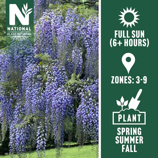 1 Gal. Wisteria Blue Flowering Shrub with Blue Flowers