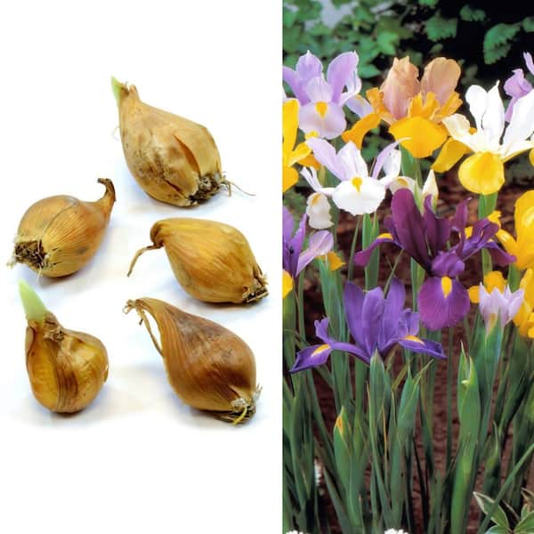 Iris Dutch Mixed Bulbs (25-Pack)