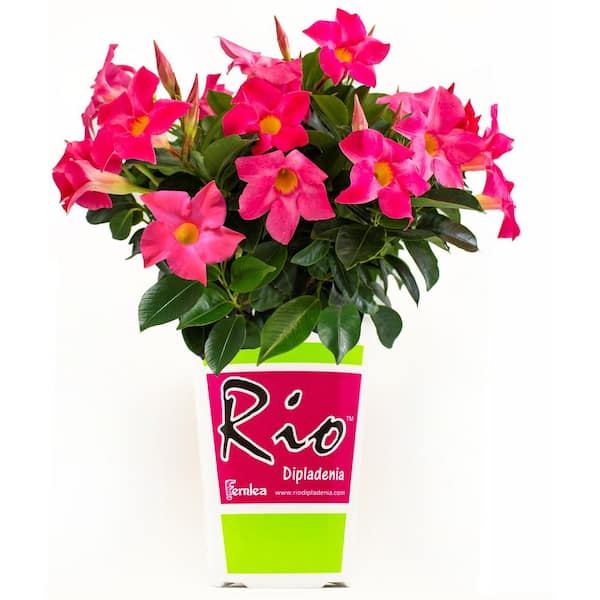 Rio 2 Qt. Dipladenia Flowering Annual Shrub with Pink Flowers