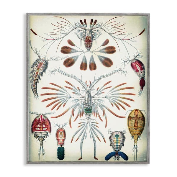 Stupell Industries Vintage Crustacean Diagram by Graffitee Studios Gray Framed Animal Giclee Art Print 20 in. x 16 in.