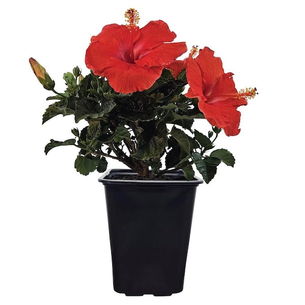 2.5 qt. President Hibiscus Flowering Shrub with Red Blooms (1-Pack)