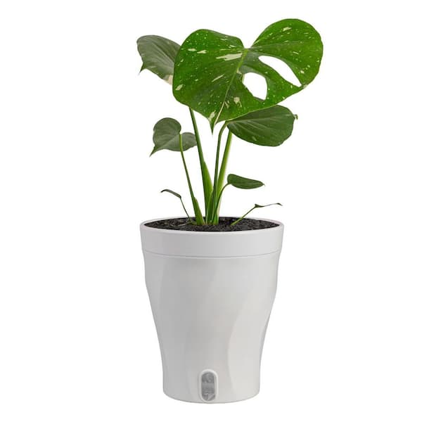 6 in. Monstera Thai Constellation Plant in Deco