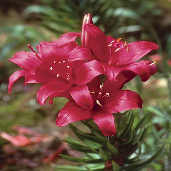 Vigoro 1 Qt. Ghost Asiatic Lily Plant