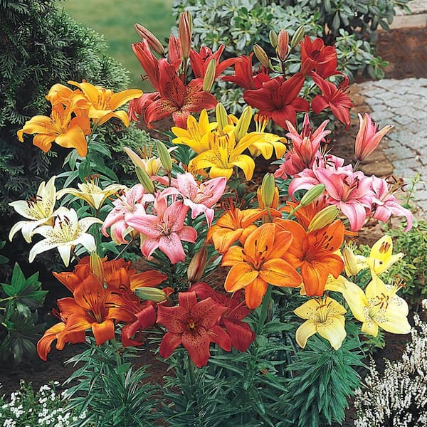 DIRECT GARDENING Mutli-Color Flowering Asiatic Lily Dormant Bare Root Summer Flowering Bulb Mixture (3-Pack)
