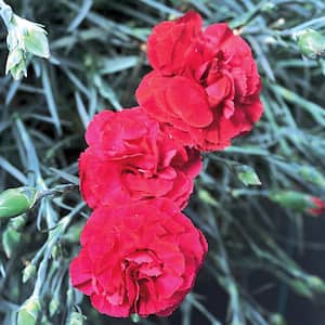 2 QT Dianthus 'Scent First Passion' Red Perennial Plant