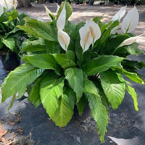 3 Gal. Peace Lily (Spathiphyllum) Plant with White Flowers