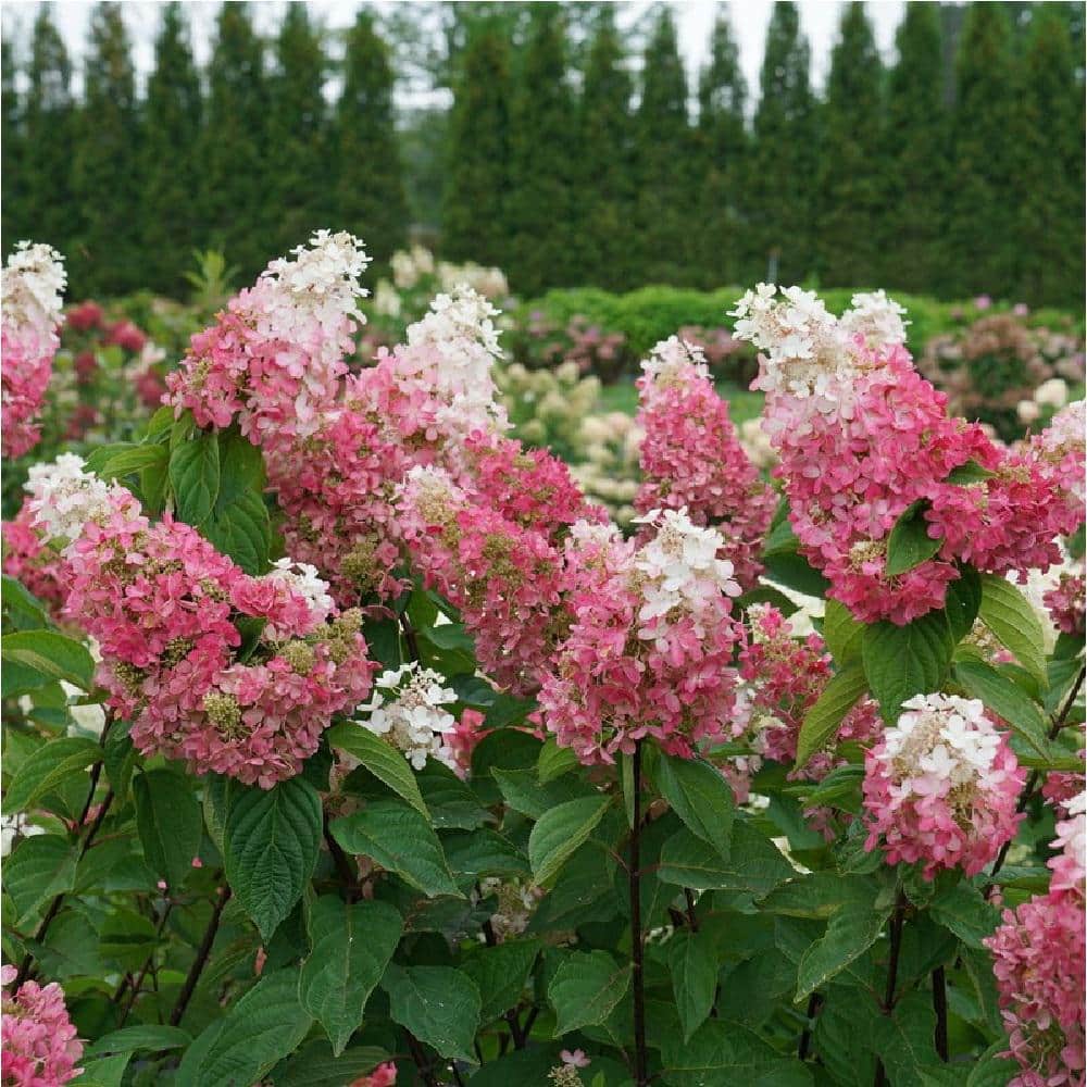 PROVEN WINNERS 1 Gal. Pinky Winky Prime Panicle Hydrangea