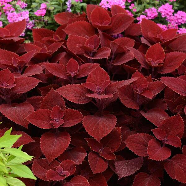 National Plant Network 4 in. Ruby Slipper Red Coleous Plant (4-Piece)