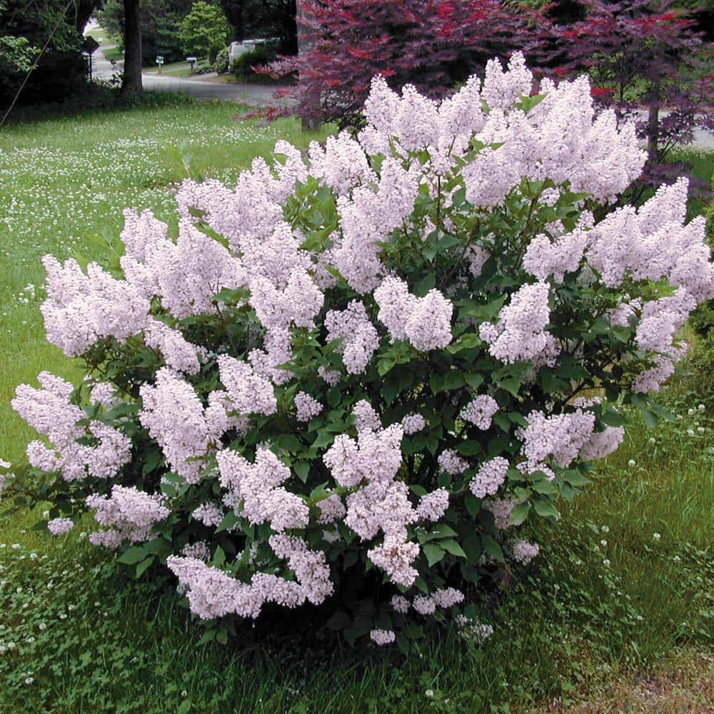 Spring Hill Nurseries In To In Tall Miss Kim Lilac Syringa Hedge Starter Kit Live