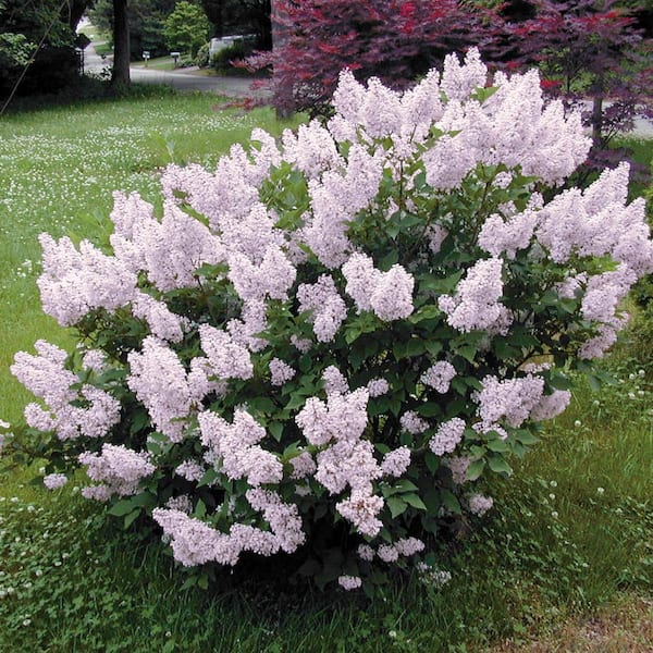 Spring Hill Nurseries 12 in. to 18 in. Tall Miss Kim Lilac (Syringa) Hedge Starter Kit, Live Bareroot Shrubs (4-Pack)
