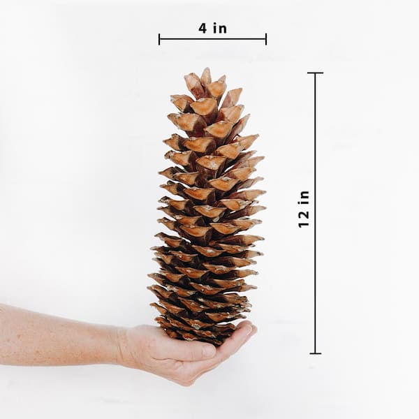 Extra Large White Tipped Pinecone Picks Measuring 11 in Long, for