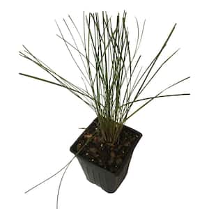 4 in. Pot Pink Muhly Grass Plant