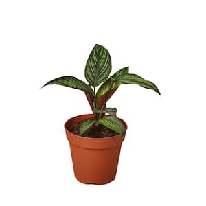 Beauty Star Calathea Plant in 4 in. Grower Pot
