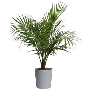 Palm Majesty Plant in 10 in. Gray Pot