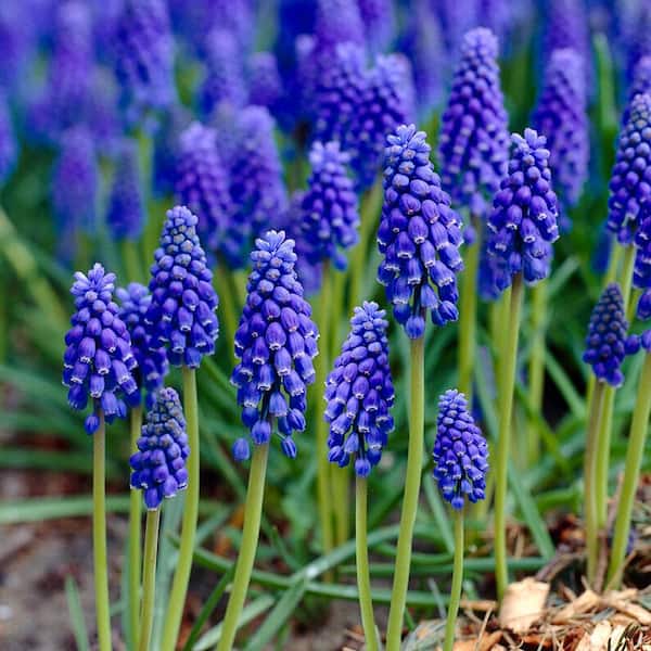 Garden State Bulb 8/9 cm, Muscari Grape Hyacinth Flower Bulbs (Bag of 100)