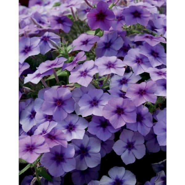 PROVEN WINNERS 4.25 in. Grande Blue Flowers Intensia Blueberry (Phlox) Live Plant (4-Pack)