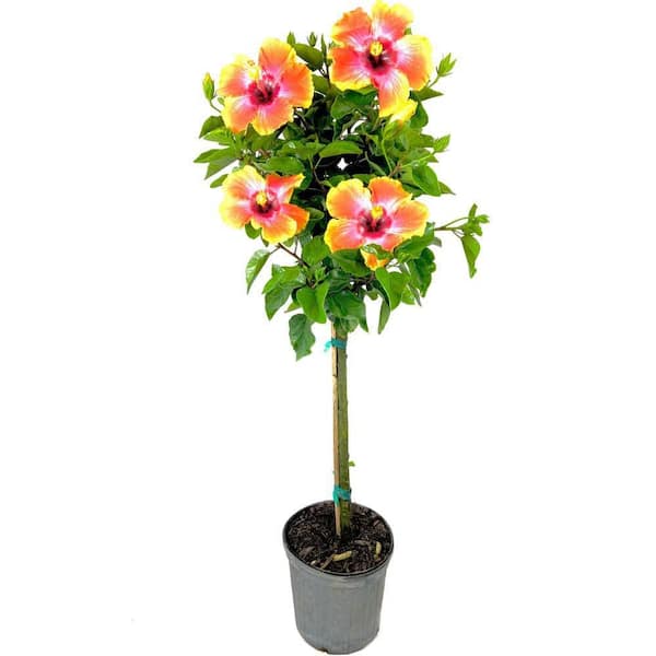 Wekiva Foliage Hibiscus Fiesta-Live Plant in 3 gal. Growers Pot-Hibiscus Rosa Sinensis 'Fiesta'-Stunning Flowering Shrub from Florida