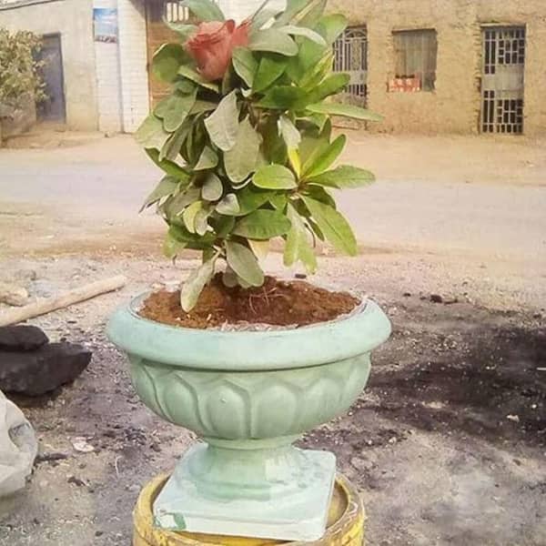 maple bonsai tree for sale Japanese Maple Bonsai Tree 25JM56  Bella Bonsai Nursery