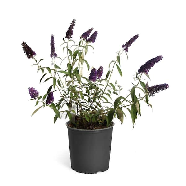 Unbranded 3 Gal. Buddleia Miss Ruby Butterfly Bush with Purple Blossoms