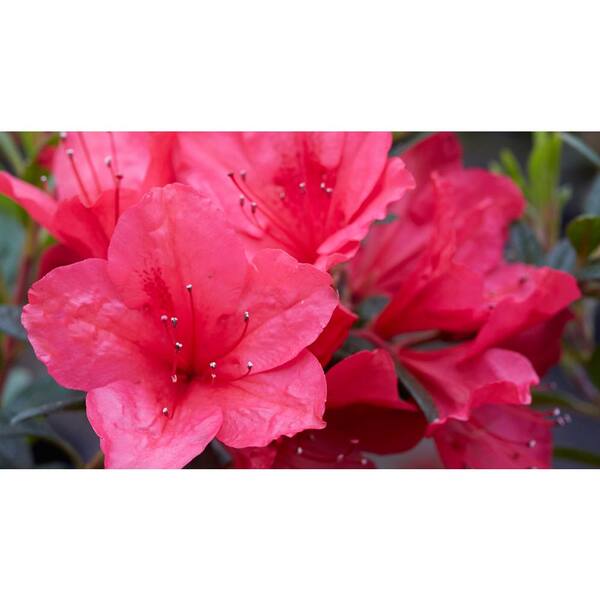 2 Gal. Fuchsia Parasol Deja Bloom Azalea Flowering Shrub with Pink Blooms  17875 - The Home Depot