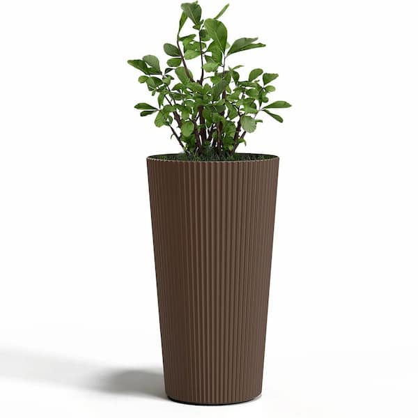 large jade plant for sale Crassula Ovata Obliqua Jade Plant | Lucky Plant Money Tree for Sale main image 0