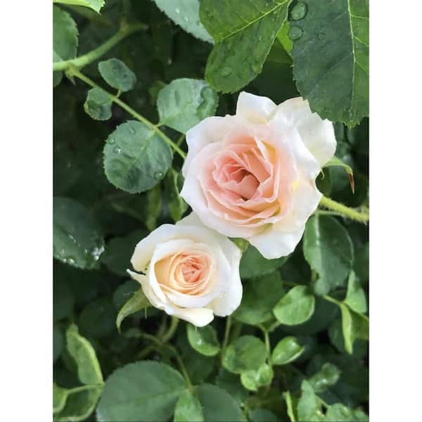 1 Gal. Dawn Brindabella Live Rose with Salmon Flowers (1-Pack)