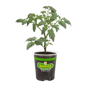 19.3 oz. Cherokee Purple Heirloom Tomato Plant