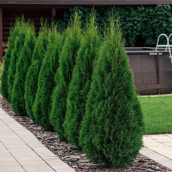 national PLANT NETWORK 1 gal. Arborvitae Emerald Green Shrub