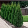 2.5 qt. Arborvitae Emerald Green Shrub