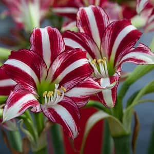 Amaryllis Bulbs Fragrant Variety Bulbs Santiago (Set of 1 Bulb)