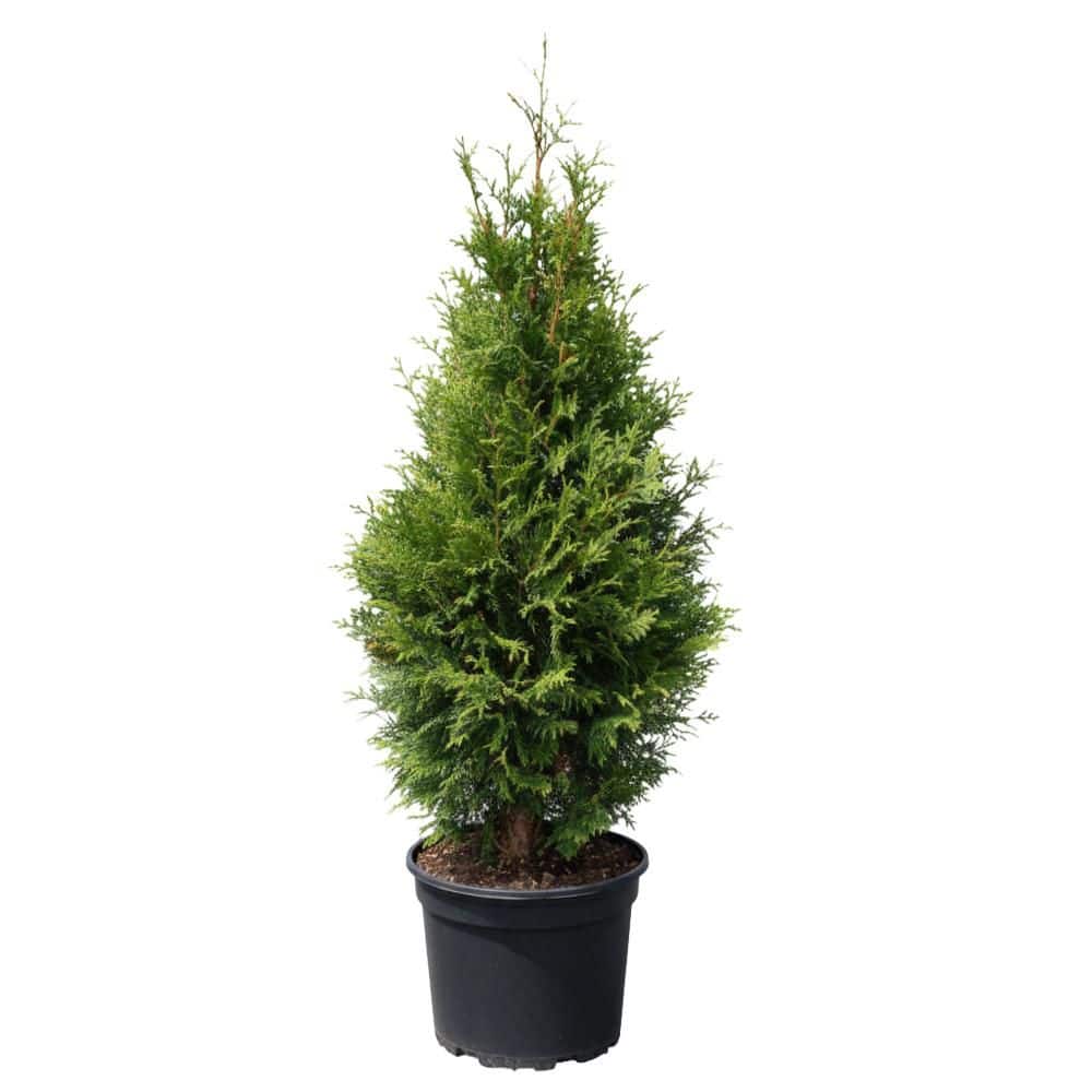 bell-nursery-shrubs-bushes-