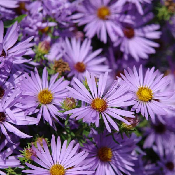 Spring Hill Nurseries 4 in. Pot Raydon's Favorite Aster, Live Perennial Plant (1-Pack)