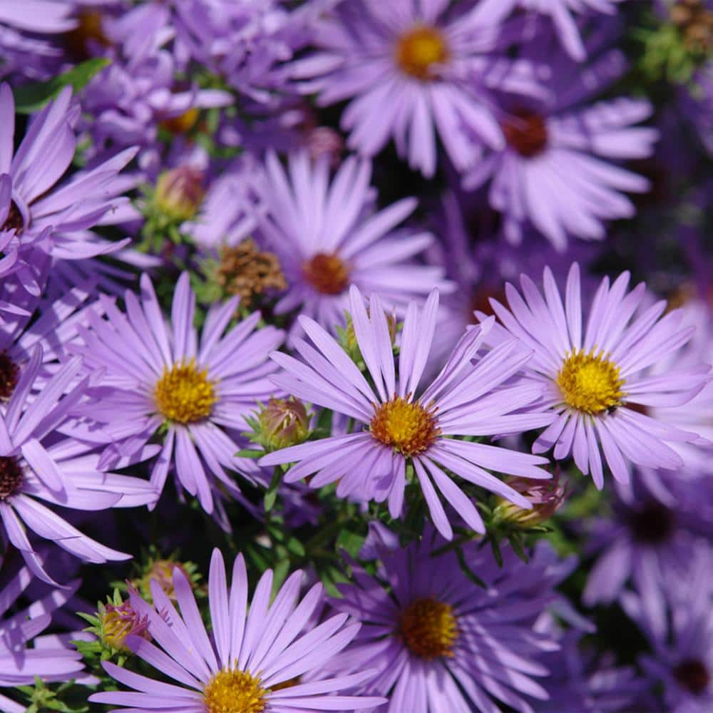 Spring Hill Nurseries Raydon's Favorite Aster, Live Bareroot Perennial 