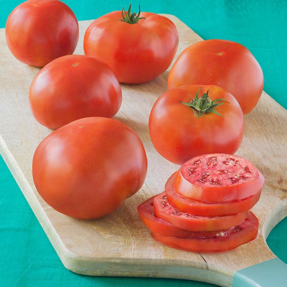 Bonnie Plants 19 oz. Red Pride Tomato Plant 0285 The Home Depot