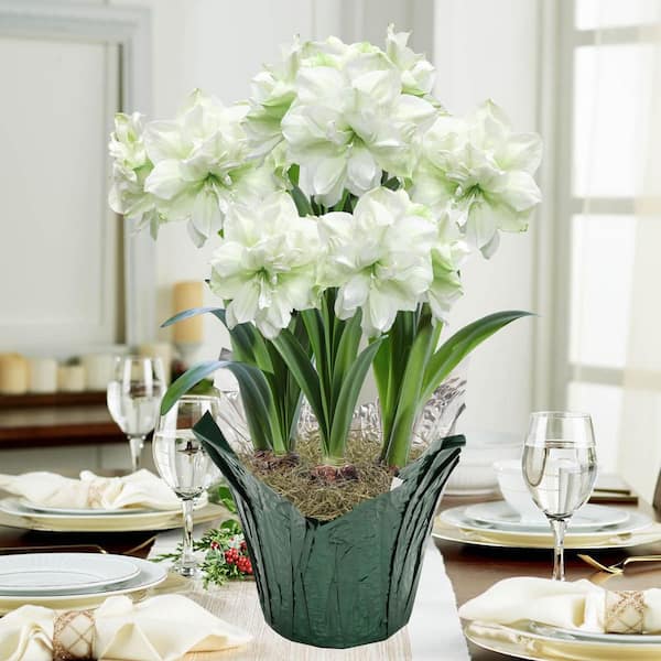 Gardens Alive! Marilyn Double White Flowering Amaryllis (Hippaestrum) 3-Bulb Holiday Gift Kit, Planted in a Foil Wrapped 9 in. Pot