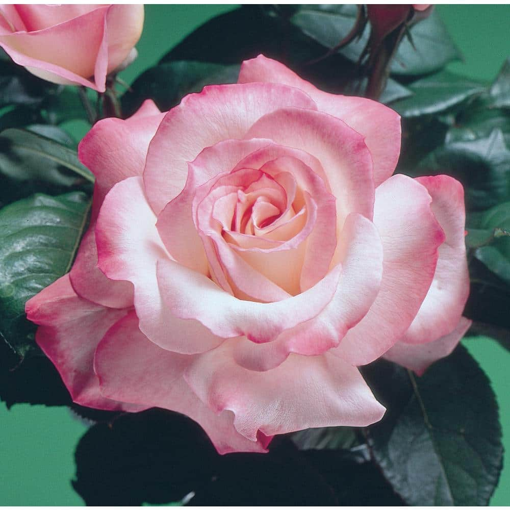 Falling in Love™ Hybrid Tea Rose