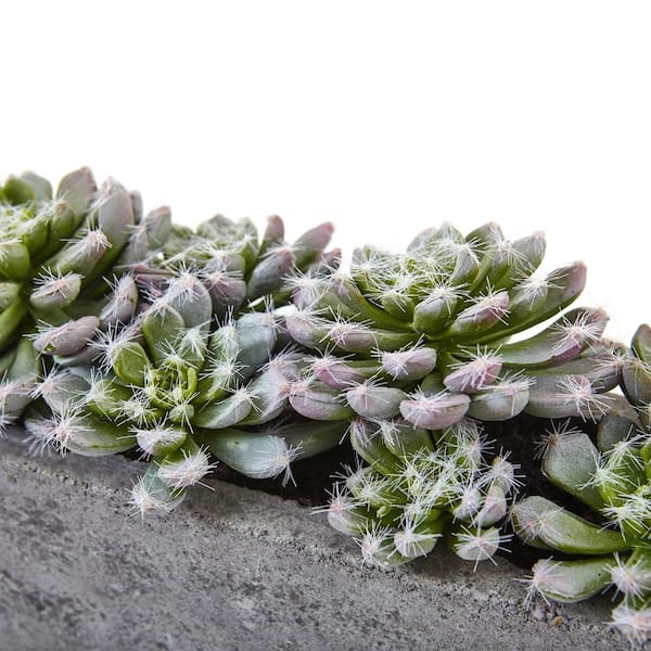 Nearly Natural - Artificial Succulent Garden with Textured Concrete Planter