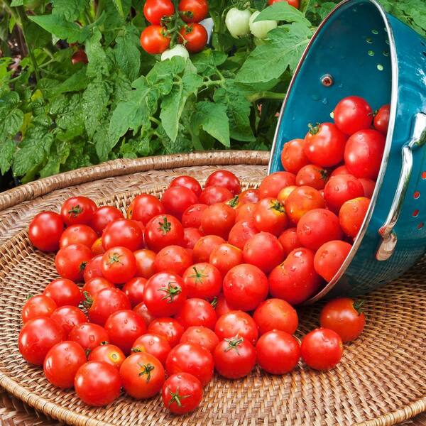 Bonnie Plants 19 oz. Garden Combo (2-Cherry Tomato, 2-Basil, 2