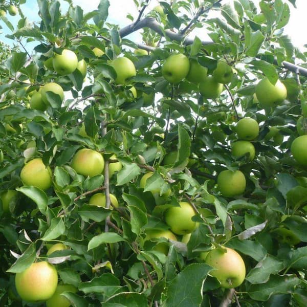 7 gal. Mutsu Apple Decidous Tree APPMUT07G - The Home Depot