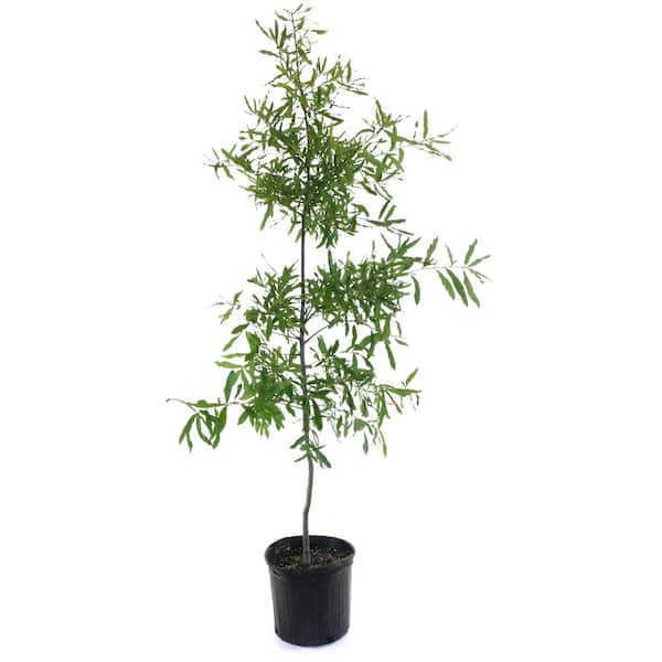 national PLANT NETWORK 2.25 Gal. Deciduous Willow Oak Tree