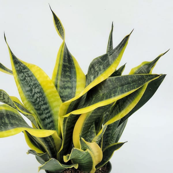 rhododendron bengal Rhododendron Bengal 5 Litre Pot — Grasslands Nursery