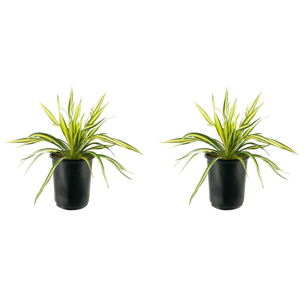 2.5 qt. Perennial Yucca Variegated (2-Pack)